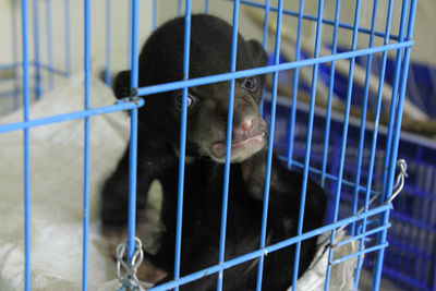 Close-up of monkey in cage