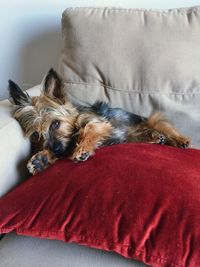 Close-up of dog relaxing on sofa at home