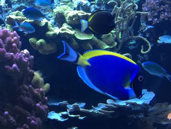 Fish swimming in aquarium