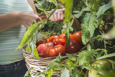 Red chili peppers in basket