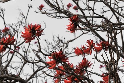 Low angle view of red flowers blooming on tree