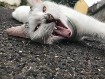 Close-up of cat yawning