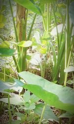 Leaves growing on tree