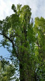 Low angle view of trees against sky