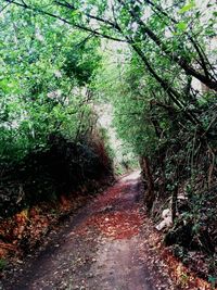 Road passing through forest