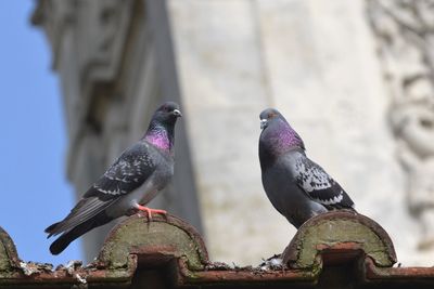Low angle view of pigeons perching