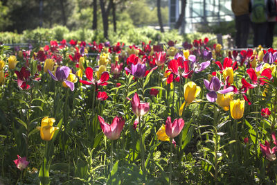 Close-up of pink tulips blooming in field