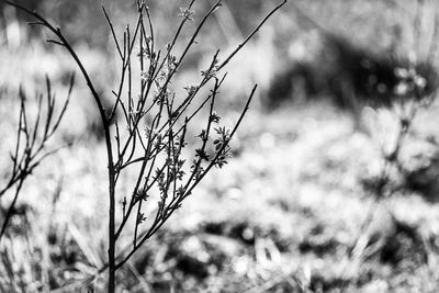 Close-up of dry plant on field against sky