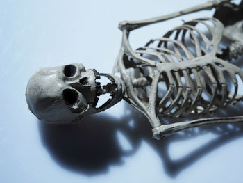 Close up of human skeleton