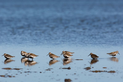 Flock of birds swimming in lake