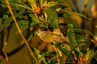 Bird perching on a branch