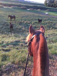 Horse standing on field