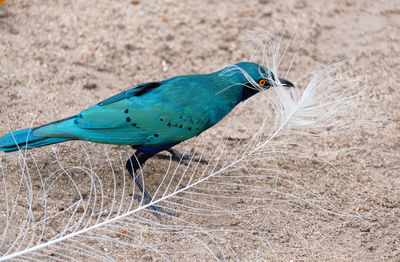 Close-up of bluebird-bird