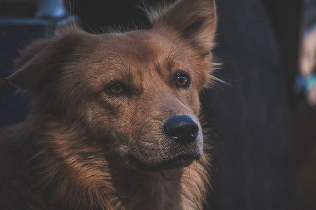 dog, pets, mammal, domestic animals, one animal, animal themes, indoors, close-up, animal head, portrait, looking at camera, focus on foreground, relaxation, no people, animal body part, selective focus, canine, snout, brown