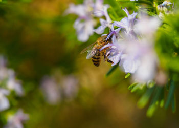 Close-up of bee on flower