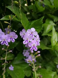 Close-up of purple flowers blooming outdoors