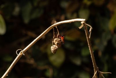 Close-up of insect on plant