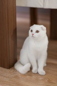 Portrait of white cat on wooden table