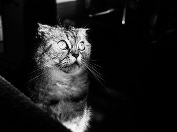 Close-up of cat