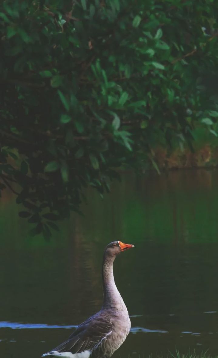 animal themes, animal, bird, animal wildlife, wildlife, one animal, water, lake, nature, no people, plant, water bird, green, beauty in nature, duck, ducks, geese and swans, beak, tree, day, reflection, outdoors, waterfront