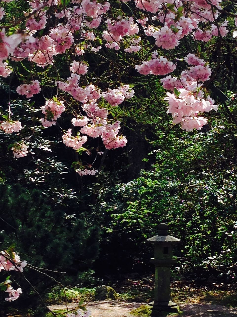 flower, growth, tree, freshness, beauty in nature, nature, pink color, branch, fragility, blossom, park - man made space, blooming, in bloom, springtime, plant, petal, cherry blossom, tranquility, outdoors, day