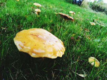 Close-up of mushroom on field