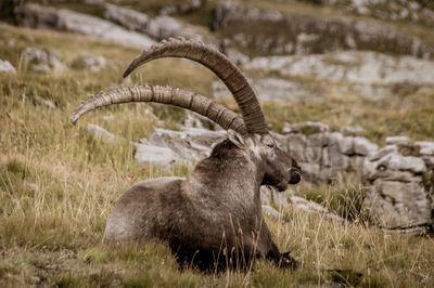 Ibex on the platé desert. facing mont blanc, the platé desert is mainly composed of lapiaz.