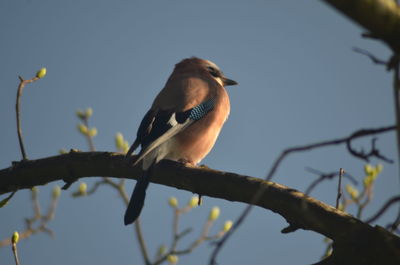 Low angle view of bird perching on branch against sky