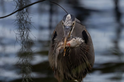 Great blue heron eatish catfish in beak