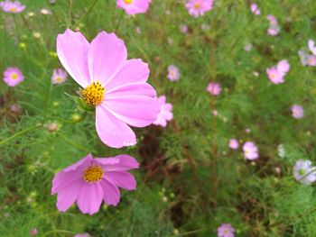 Close-up of pink cosmos flowers blooming outdoors