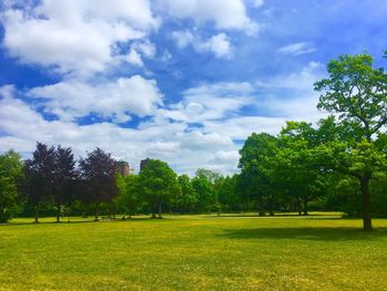 Trees on field against sky