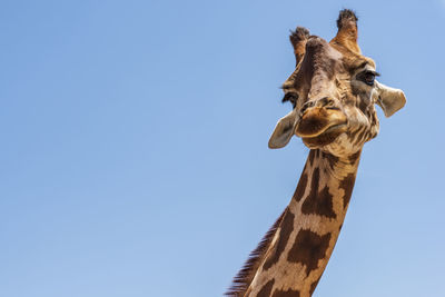 Low angle view of giraffe against clear sky