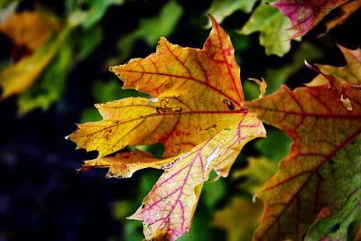 Close-up of maple leaves during autumn