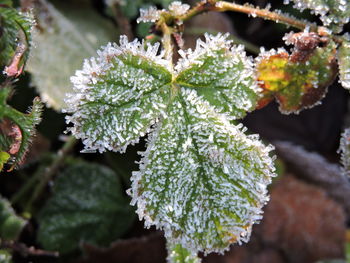 Close-up of frozen plant during winter