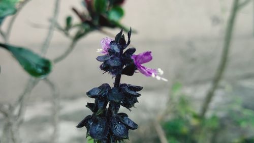 High angle view of purple flowering plant