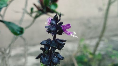 High angle view of purple flowering plant