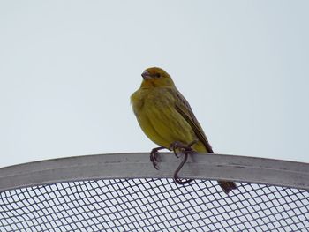 Low angle view of bird perching on metal against sky