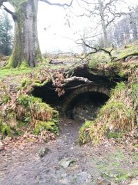 Trees growing in forest