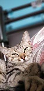 Close-up portrait of a cat resting