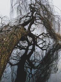 Low angle view of bare tree against sky