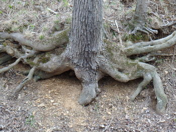 Close-up of lizard on tree