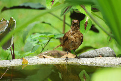 Close-up of bird perching on plant