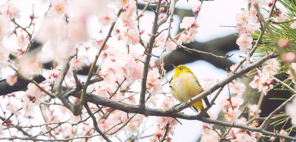 Bird perching on cherry tree