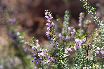 Close-up of purple flowering plant on field