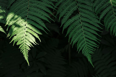 Close-up of fern leaves