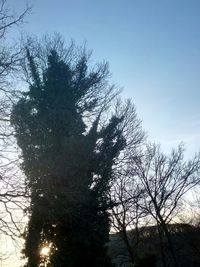 Low angle view of bare trees against sky