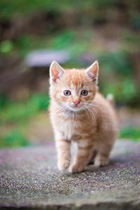 Portrait of kitten sitting