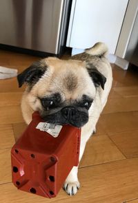 Close-up of dog at home