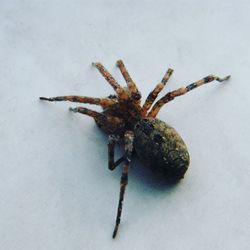 Close-up of spider on white background