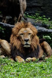 Close-up of lion relaxing on grass
